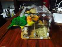 Imported acrylic anti-scatter food box assembly Golden Sun cyclone ash machine sunflower folding equipment splash basin