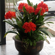 Clivia potted flower office boutique Clivia seedlings indoor plants blooming flowers