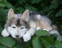 New Year gift gift simulation sleeping dog big sleeping dog gift Home decoration car jewelry simulation Husky