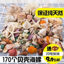 Natural shell Conch Coral starfish combination set Fish tank landscaping decoration Wedding roll shellfish hermit crab shell