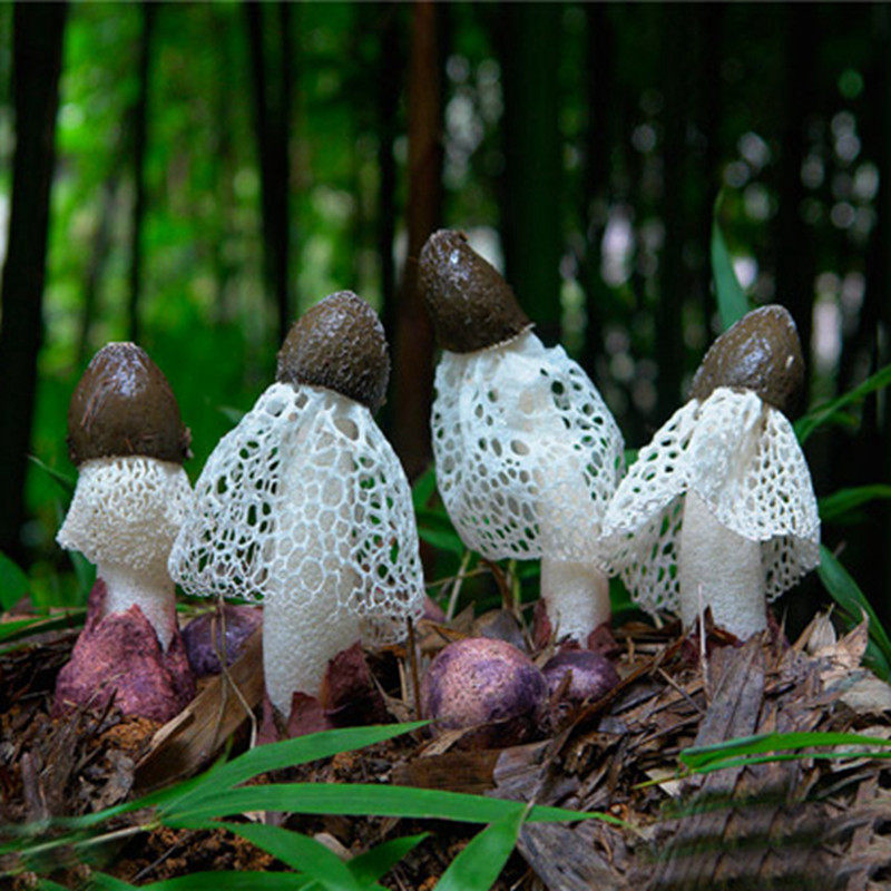 (Xiaoqian Shan Zhen)A friends long dress bamboo sun Natural dried bamboo sun good taste 50g