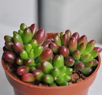 The succulent plant Rainbow Jade multi-pulp Succulent herb ~ A pot of multiple sunlight will turn red