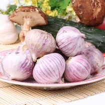 Fresh garlic single garlic Sichuan Chongqing hot pot garlic garlic garlic vegetable seasoning 250g super purple leather single head garlic