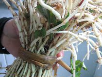 Guizhou Wengan Freshly dug Houttuynia fresh side ear root Wild folded ear root Houttuynia cold salad Houttuynia tea