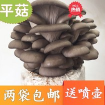 Auricularia auricula plain fungus barrel planting package barrel mushroom cultivation breeding family species Elm mushroom edible fungus stick