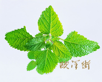 Mint leaf Fresh mint leaf 500g Refreshing spice Tea bar bartending Western food