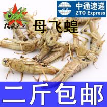 Live frozen grasshopper fresh Locust mother migratory locust grasshopper high protein bird pet 2 pieces of Zhongtong