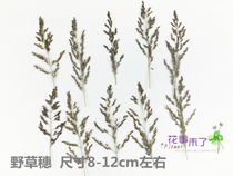 Small grass spike flower embossed dried flower natural dried flower phone case diy plant teaching specimen flower