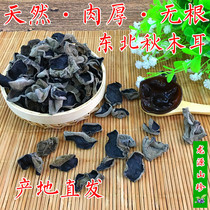 Dried fungus Autumn fungus rootless small bowl Autumn Daxinganling black fungus specialty origin direct sales 500g