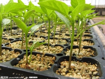 Water retention agent for agriculture humectant for seedling cultivation polymer water-absorbing resin sap