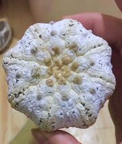 The planet is super-Dou Iwata Royal family high-velvet super-large plant