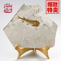 Liaoning province fish fossil specimens paleontology fossil stone ornaments lang qi fish of the animals and plant fossils collection gift boutique