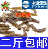 Special live frozen fresh water Dragonfly dragonfly larvae Worms 2 pieces of Zhongtong