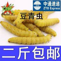 Hot sale specialty authentic bean worm bean green worm Bean Bean Bean Bean Dan high protein 500g 2 pieces Zhongtong