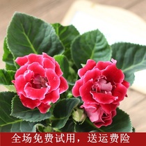 Double big rock tong potted flowers and seedlings Rich hibiscus flowers Ornamental plants with flowers delivery four seasons flowering