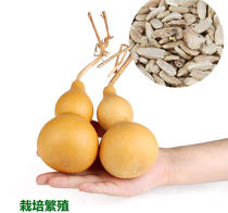 Natural white-skinned gourd seeds wholesale boutique winterplay small gourd seeds 10-12cm Four Seasons ornamental potted plants