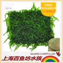 Triangle Moss Great Triangle Moise Small Triangle Moise Aquarium Fish Tank ADA Scenery Water Grass Hot Sell