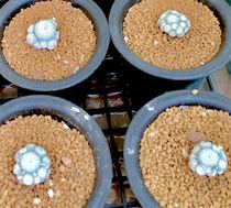 Cactus Ball Moon World Special White Special Big Group Life Ball