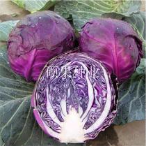 Cabbage Seeds Purple Cabbage Dutch Import Gan Blue Vegetable Knots Tight Real Yield Disease-resistant Pack Heart Cabbage Spring Summer Autumn Sowing