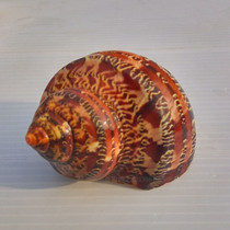 Natural conch shell Ancient scroll shellfish hermit crab special shell fish tank decoration aquarium landscaping ornaments