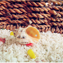 (Little Prince snail-worm in the world) 1-2cm HOST CRAB REPLACEMENT SHELL SPECIAL ARMOR NATURAL SEA SNAIL SHELLS