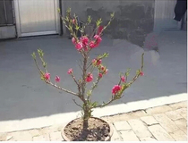 Peach Blossom Bonsai Peach Blossom Peaches Flowers Tree Slim Courtyard Balcony Sustarry Peach Potted Plants
