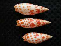 Natural boutique specimen screw shell fitting red pen red pin koi pencil cockpit collection terrace fish tank decoration