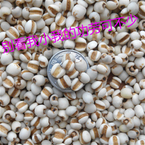 Guangdong Meizhou farmhouse self-planting pearl barley pearl barley pearl barley pearl barley pearl barley pearl barley grain 500 gr beats for 3 pieces