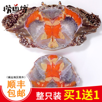 600g whole red cream fried crab Salted crab Red cream choked crab Drunk crab Ningbo specialty seafood shuttle crab pickled crab shares