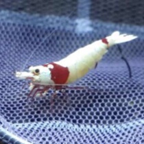 Pure blood red white white maggot crystal shrimp thick white porcelain white shrimp ornamental shrimp pet shrimp live rice shrimp pure blood shrimp