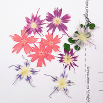 Star flower Phlox drop glue dried flower mobile phone shell pressed flower embossed plant specimen flower thing is not over