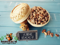 (Oreo)squirrel main food quality super good super large red pine fresh pine nuts new this year