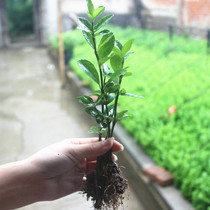 Holly seedlings Holly bed seedlings Big leaf boxwood Holly seedlings Big leaf boxwood seedlings Big leaf boxwood seedlings Big discount