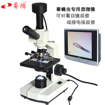 Ruihong looks at mites fat mites skin mites microscope 100X Caterpillar detector TV watching microorganisms