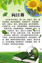 709 home poster board printed sticker material 805 sunflower introduction