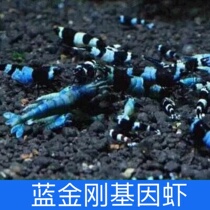Blue King Kong Gene Shrimp Black and White Crystal Shrimp Black and White Boutique Shrimp Pet Shrimp Ornamental Shrimp Live Rice Shrimp Black Shrimp