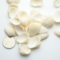 Pure natural shell white coconut shell fish tank platform aquarium decoration wedding sticker wall DIY photography props