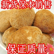 Daxinganling wild basswood cultivation Hericium Erinaceus northeast Hericium Erinaceus dried non-biscuits 250g