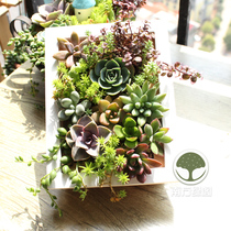 Succulents picture frame wall hanging flower pot Mothers Day birthday gift Micro landscape pot creative floral finished product