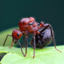 Brown ridge red ant Myrmicaria brunnea pet ant living body