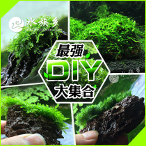 Aquarium Township] DIY series of aquatic plants volcanic stone sinking Wood pebbles planted with moss green algae moss blue algae