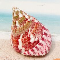 Natural conch shell ornaments Flower spot bell snail fish tank floor wall decoration Wedding decoration creative jewelry