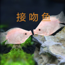 Kissing fish live 2 pack Tropical fish Ornamental fish Mengmeng Da Pet fish Kissing fish