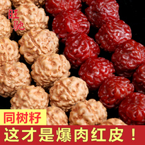 Wangchi Indonesian Little King Kong Bodhi Bead Handstring 108 Panglong Pimple pattern Plum blossom pile pattern original seed bracelet