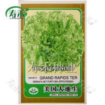 Qingfeng American fast-growing lettuce seeds Seeds Balcony four-season sowing potted plants Summer vegetables Spring vegetables