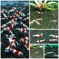 Red and white crystal shrimp Tiger tooth SS ornamental shrimp pet shrimp living rice shrimp crystal shrimp thick white shrimp