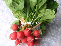Fresh cherry radish mini-turnip a 7 of 7-Beijing-Tianjin-Hebei arbitrary 6 pieces