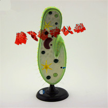 Teaching instrument 33103 Paramecium model with scaffold Biological experimental equipment