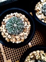 Rough connection miracle