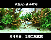 Aquatic plants ~ Aquatic plants ~ Aquatic plants ~ Negative Crown ~ Fine Leaf Iron Crown Grass ~ True Water Grass
